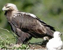 Aigle et son poussin